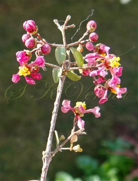  Inflorescence